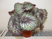 /album/pokojovky1/begonia-rex-jpg/